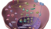 molecular pathways skin cancer